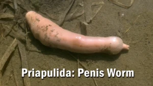 Priapulida